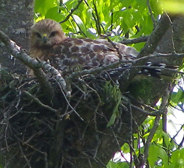 Red-shouldered Hawk nest